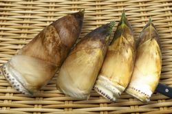 夢占い・夢診断│タケノコの夢は何を暗示している？