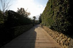 夢占い・夢診断│生け垣の夢は何を暗示している？