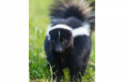 夢占い・夢診断│スカンクの夢は何を暗示している？