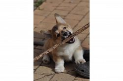 夢占い・夢診断│噛まれる夢は何を暗示している？