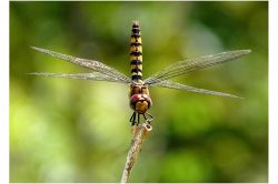 夢占い・夢診断│トンボの夢は何を暗示している？