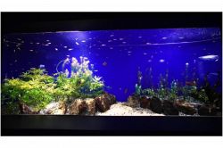 夢占い・夢診断│水槽の夢は何を暗示している？