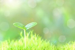 夢占い・夢診断│植物の夢は何を暗示している？