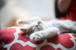 夢占い・夢診断│寝たふりの夢は何を暗示している？