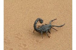 夢占い・夢診断│サソリの夢は何を暗示している？