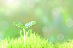 オフェリア・麗の星座+血液型占い│太陽星座が射手座～第9ハウスが獅子座～