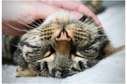 夢占い・夢診断│なでる夢は何を暗示している？ | シンボルの意味