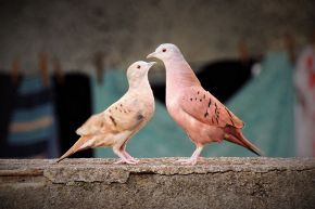 占いコラム│【運命数6のことば】あなたを納得させる、二人が結ばれる本当の可能性