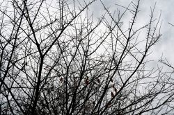 夢占い・夢診断│枝の夢は何を暗示している？