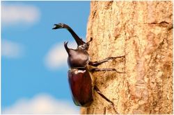 夢占い・夢診断│カブトムシの夢は何を暗示している？