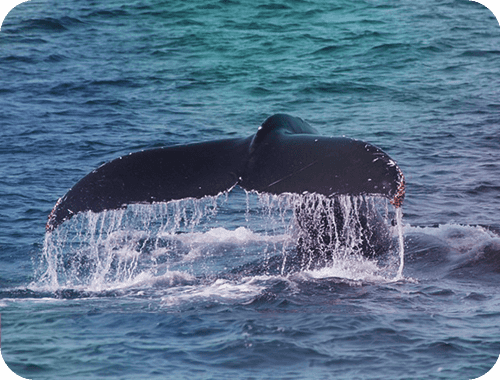 アロハ開運アイテム「クジラの尾」