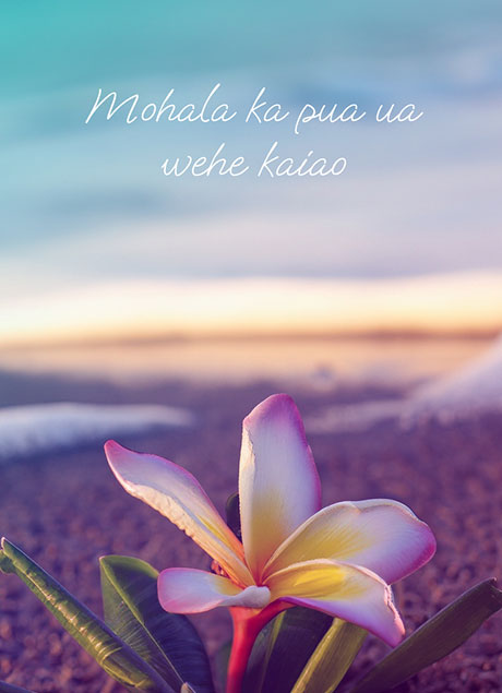 Mohala ka pua ua wehe kaiao